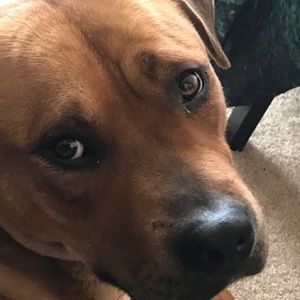 Meet your Posher, Dulce